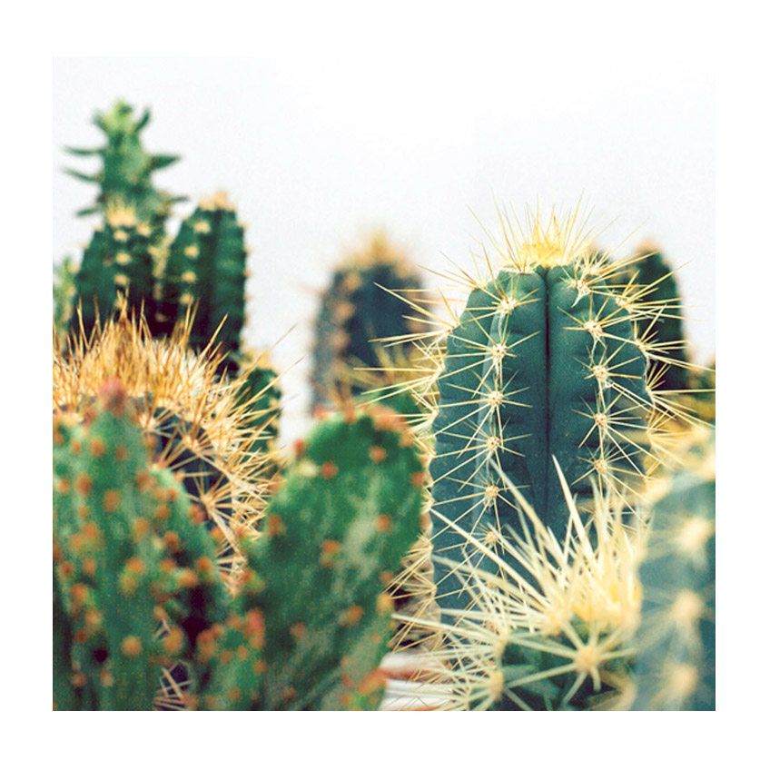 Cactus and Succulent plants - Gagliolo